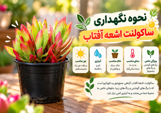 نحوه نگهداری ساکولنت اشعه آفتاب